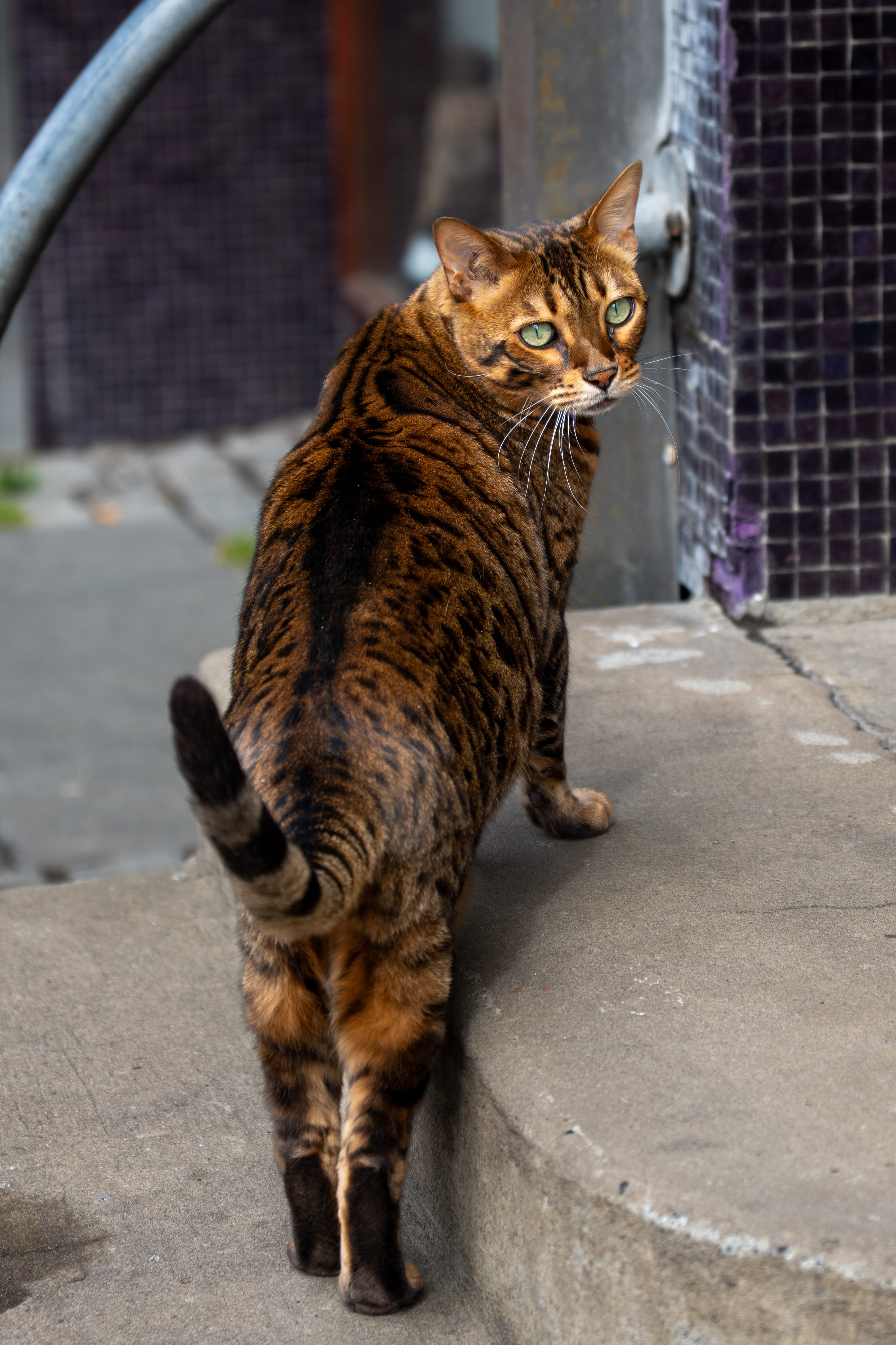 Brown striped cat with green eyes standing on stairs